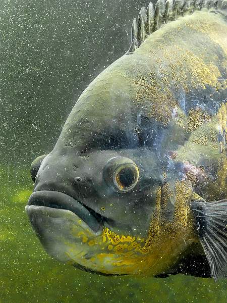 Grumpy Face_Alison Hance.jpg - Beginners Digitals Exhibition 2019